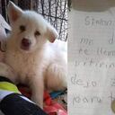 Simón, en 2020, cuando fue dejado en el hogar de paso por su pequeño dueño