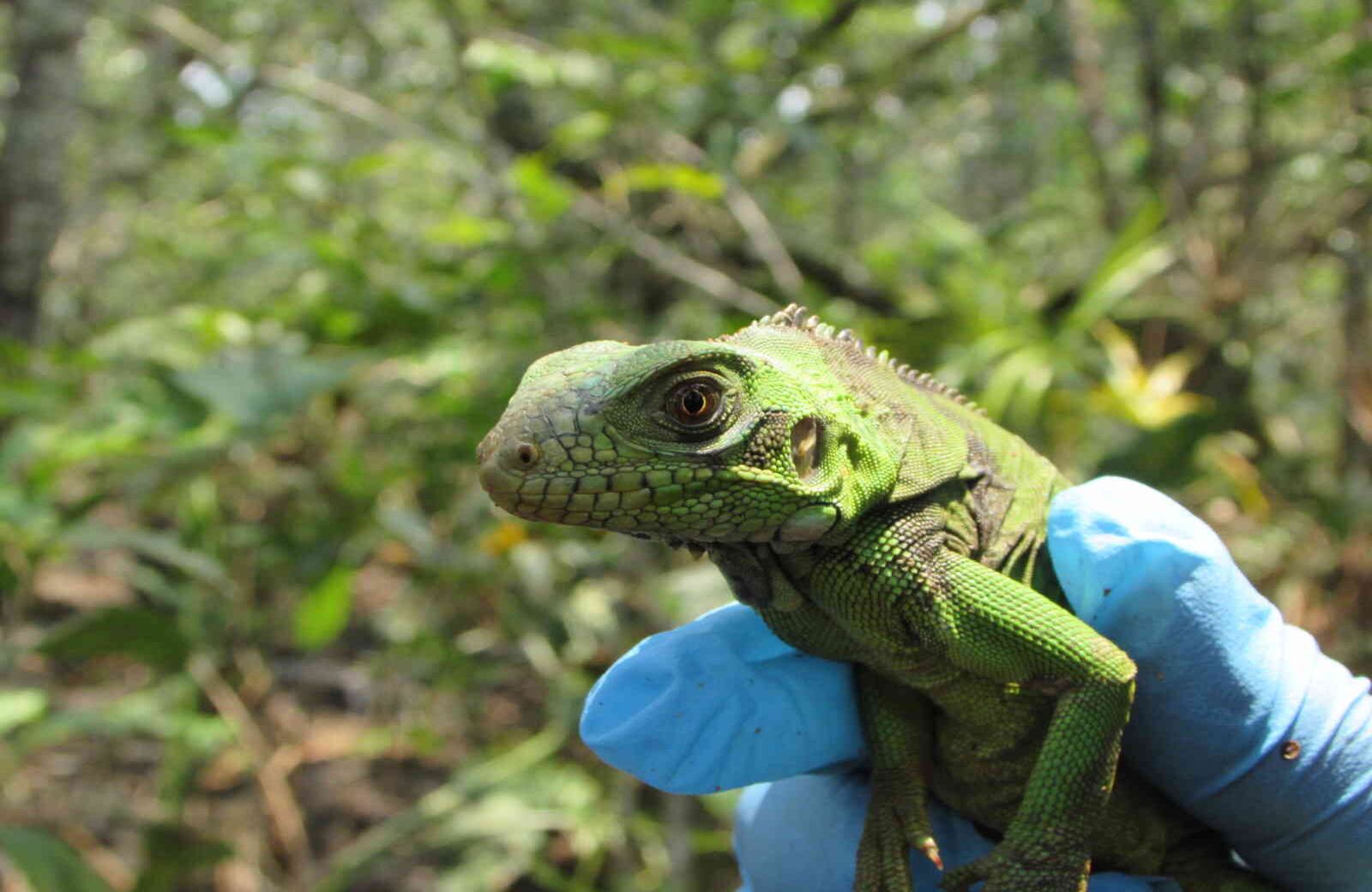 El Parque Natural Regional Laguna de Lomalinda en Puerto Lleras es el nuevo hábitat de 70 animales silvestres que fueron víctimas del tráfico ilegal de fauna. Foto: Cormacarena