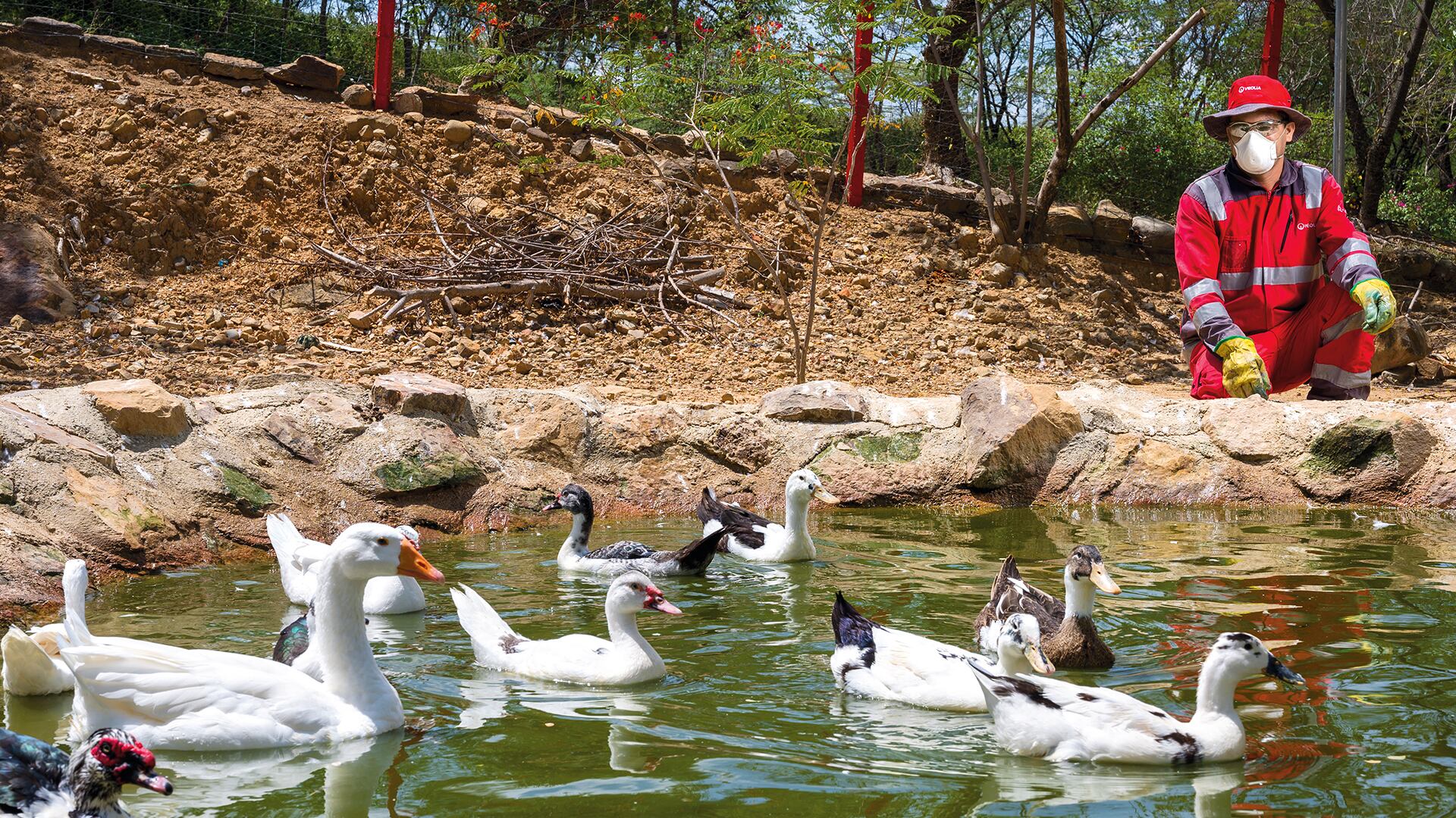 Preservar los ecosistemas con un alto nivel de compromiso por el cuidado y protección de la fauna, flora es uno de los propósitos de Veolia.