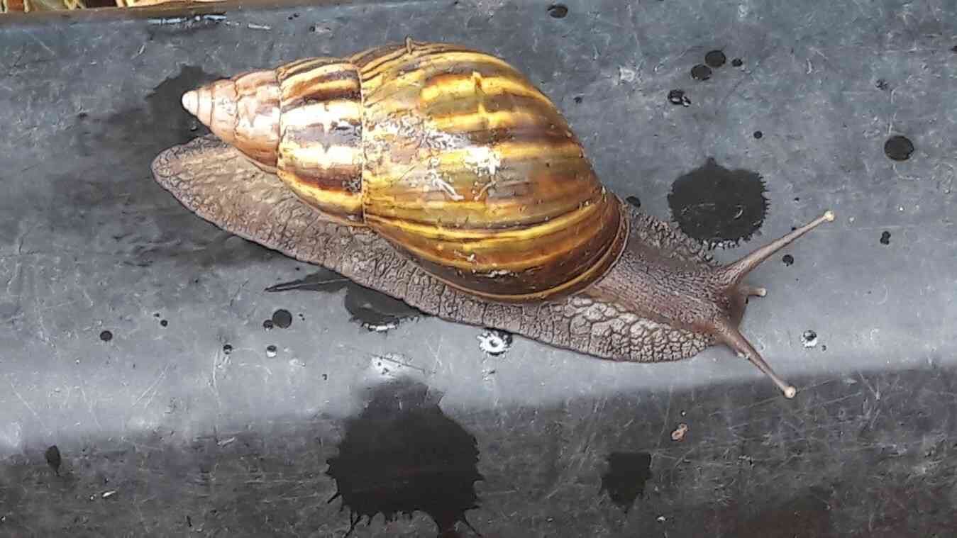 El caracol africano es una especie invasora que se ha detectado en departamentos como Cundinamarca. Foto: CAR Cundianamarca. 