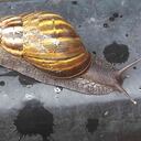 El caracol africano es una especie invasora. Foto: CAR Cundianamarca.