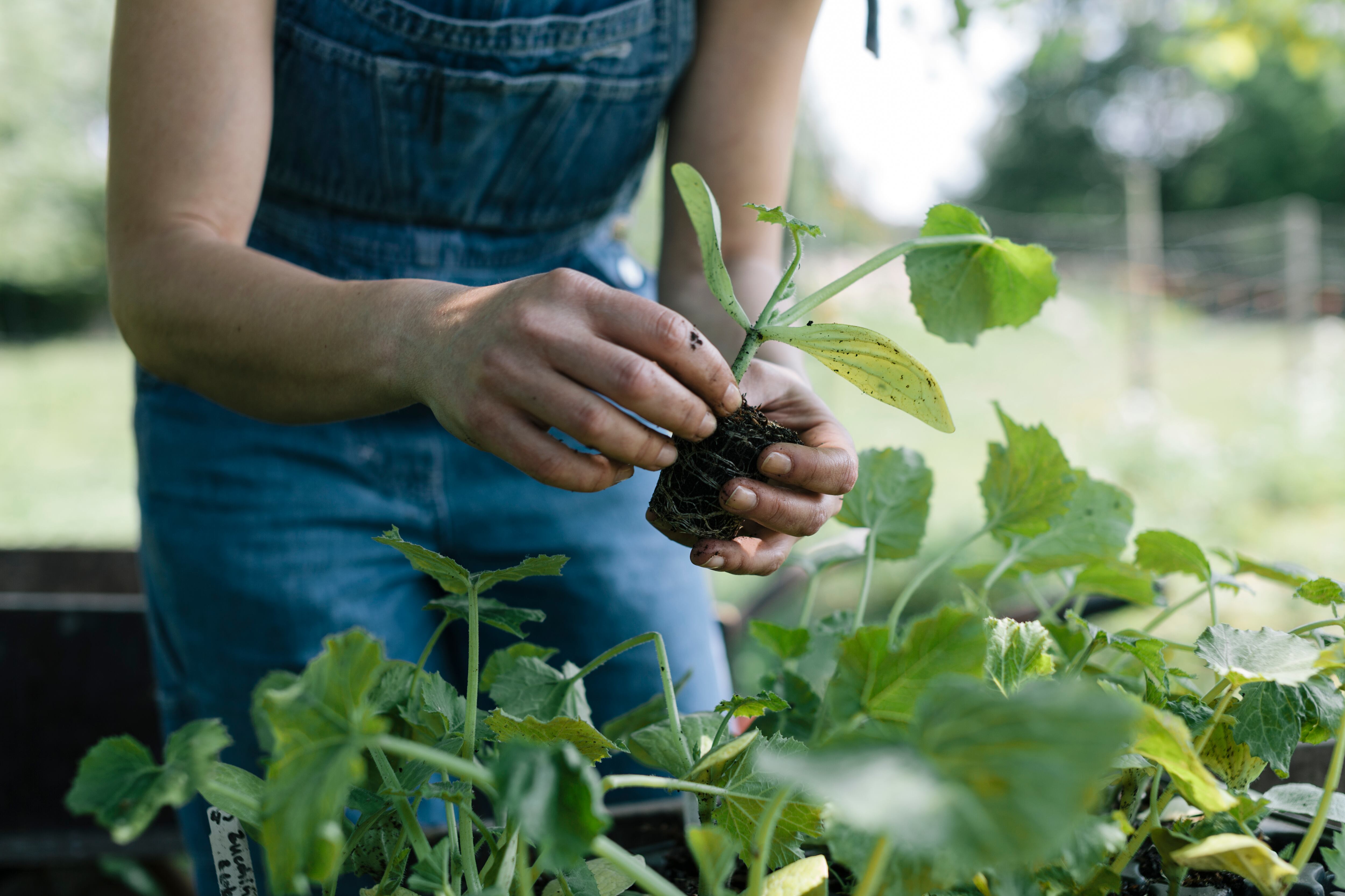 Cultivar una planta de laurel es fácil y así podrá disfrutar de sus funciones.