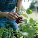 Cultivar una planta de laurel es fácil y así podrá disfrutar de sus funciones.