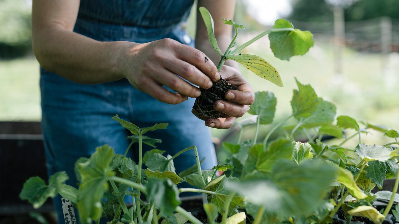 Cultivar una planta de laurel es fácil y así podrá disfrutar de sus funciones.
