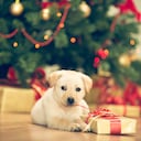 Los perros son una de las principales opciones a la hora de adoptar una mascota de compañía.