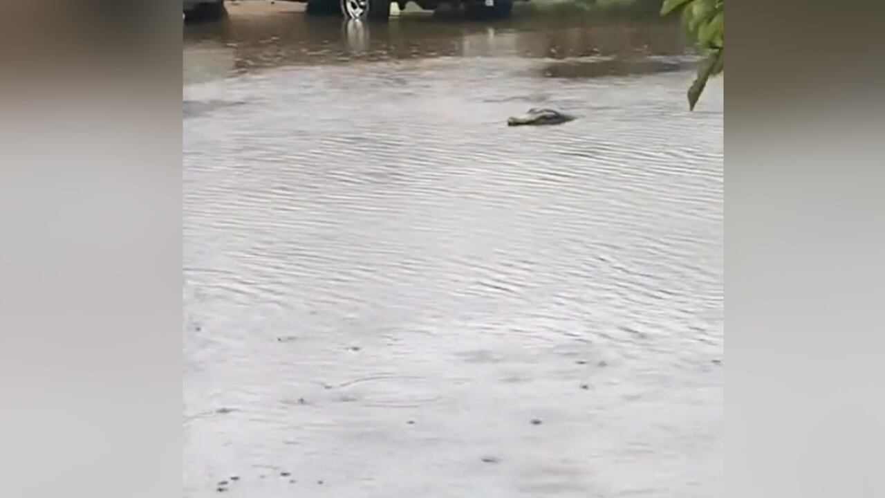 Cocodrilo fue grabado nadando en una calle de Florida tras el paso del huracán Ian