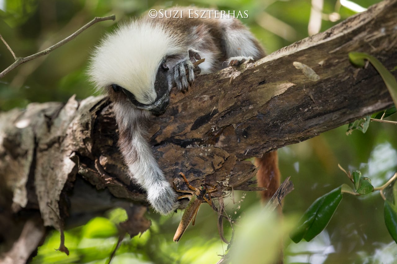 Cotton-topped Tamarin
Saguinus oedipus
Northern Colombia, South America
