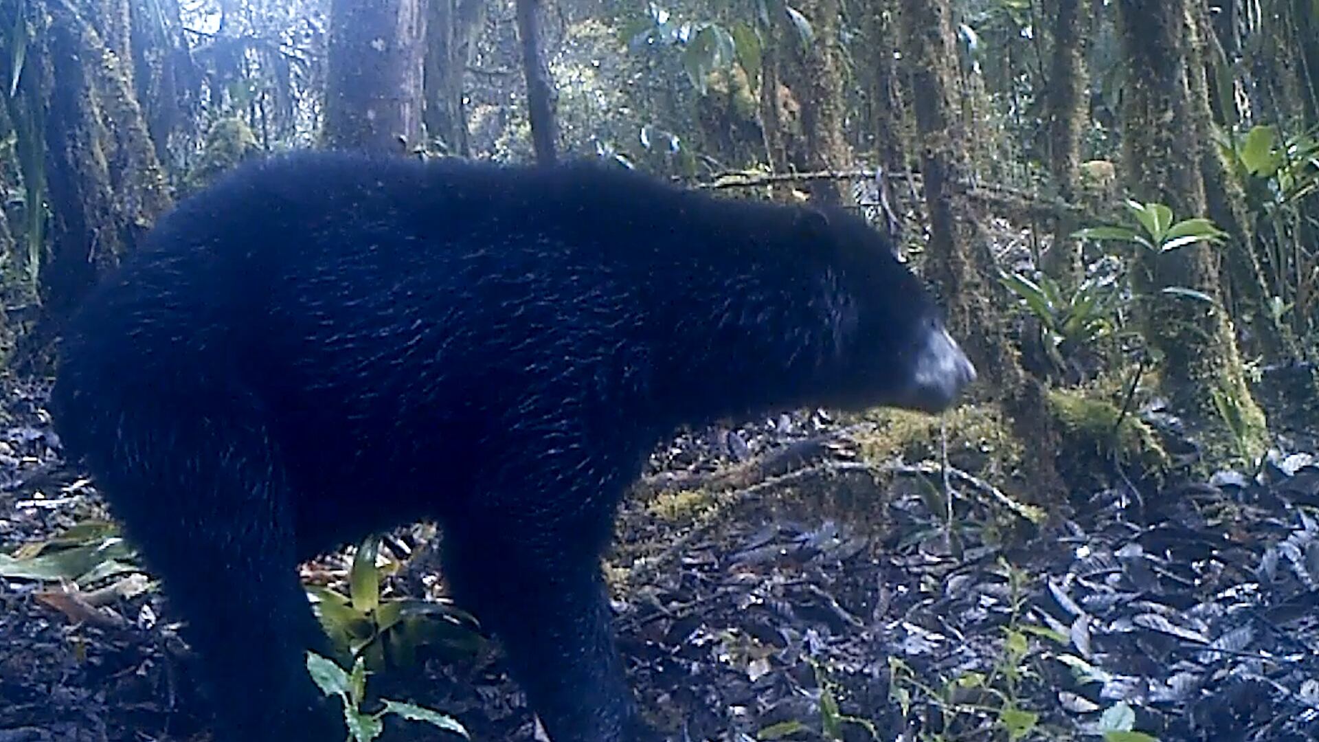 Oso de anteojos en Cundinamarca