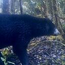 Oso de anteojos en Cundinamarca
