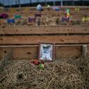 Cremación, exequias y cementerio de animales domésticos, perros y gatos
