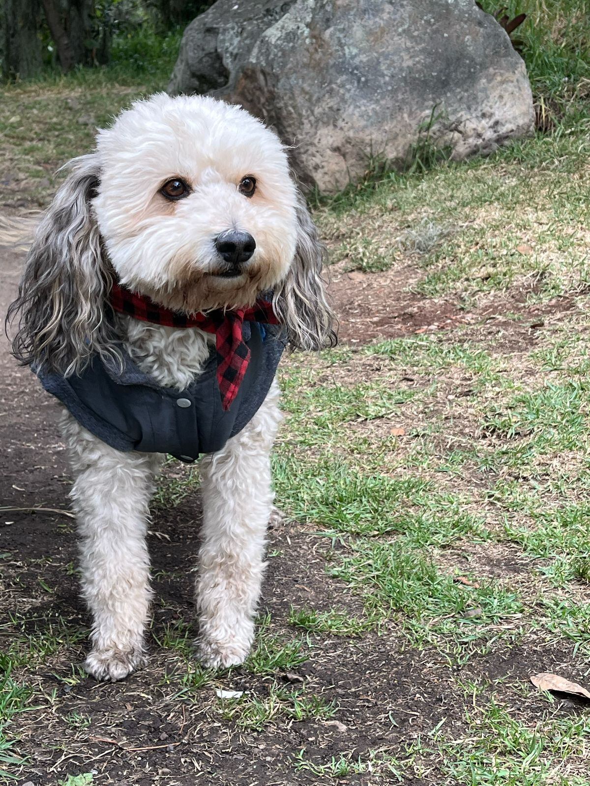 Milo, perro robado en Bogotá.