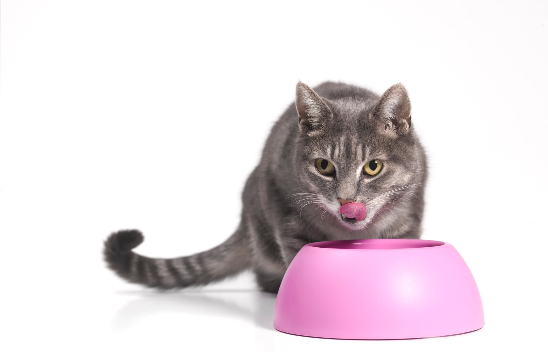 Gato comiendo
