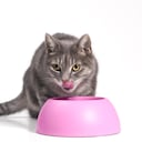 Gato comiendo