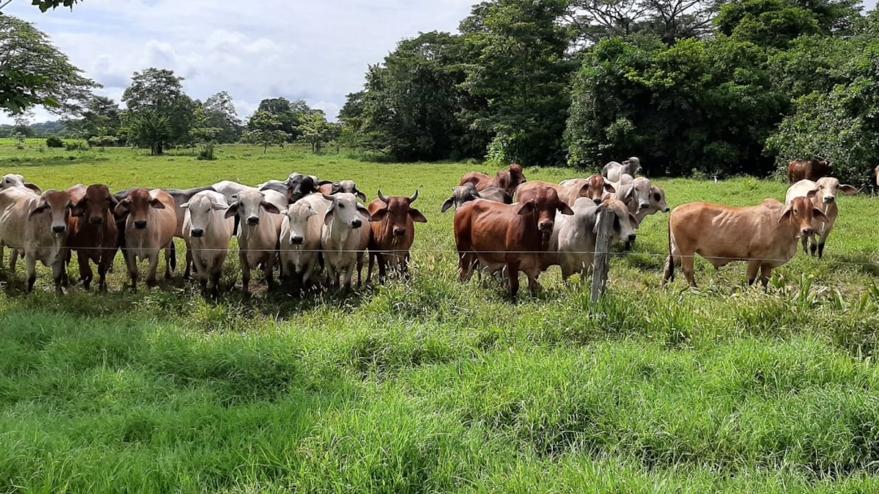 Ganado