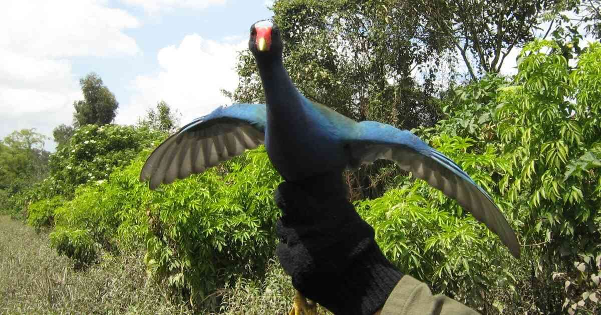Las tinguas azules confunden las ventanas y tejados brillantes con el reflejo de los cuerpos de agua de los humedales. Foto: SDA,