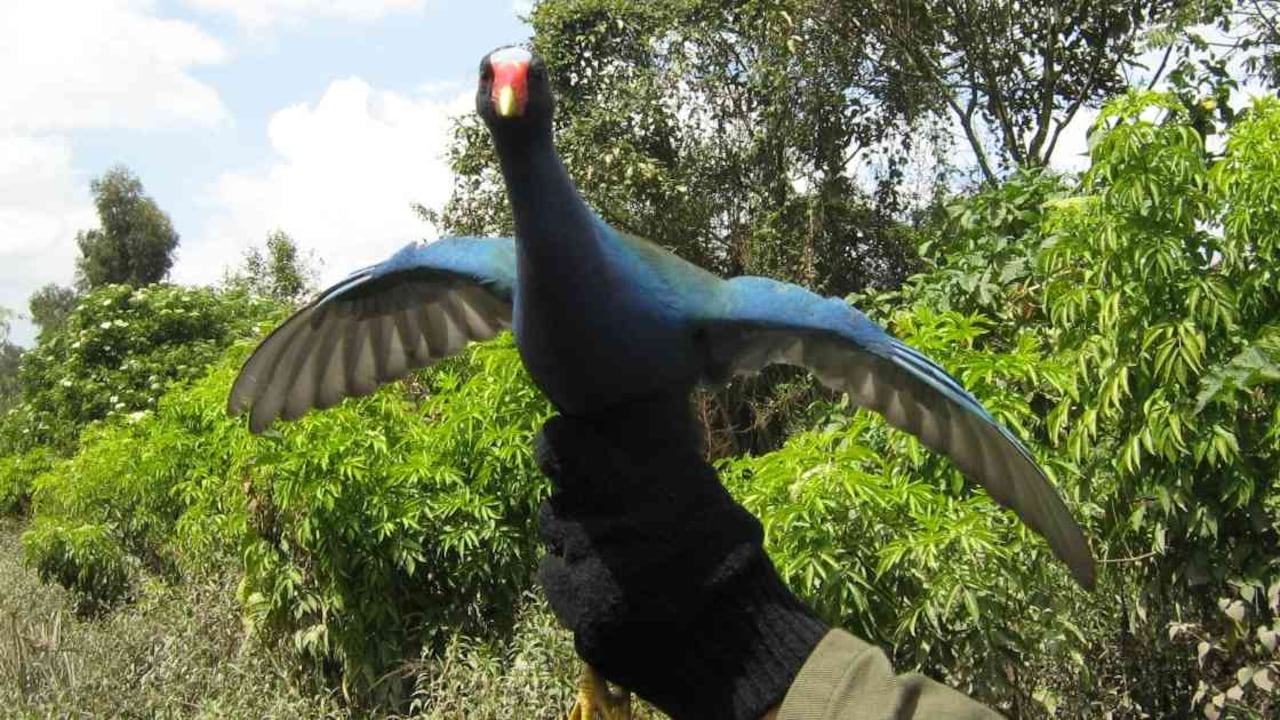Las tinguas azules confunden las ventanas y tejados brillantes con el reflejo de los cuerpos de agua de los humedales. Foto: SDA,