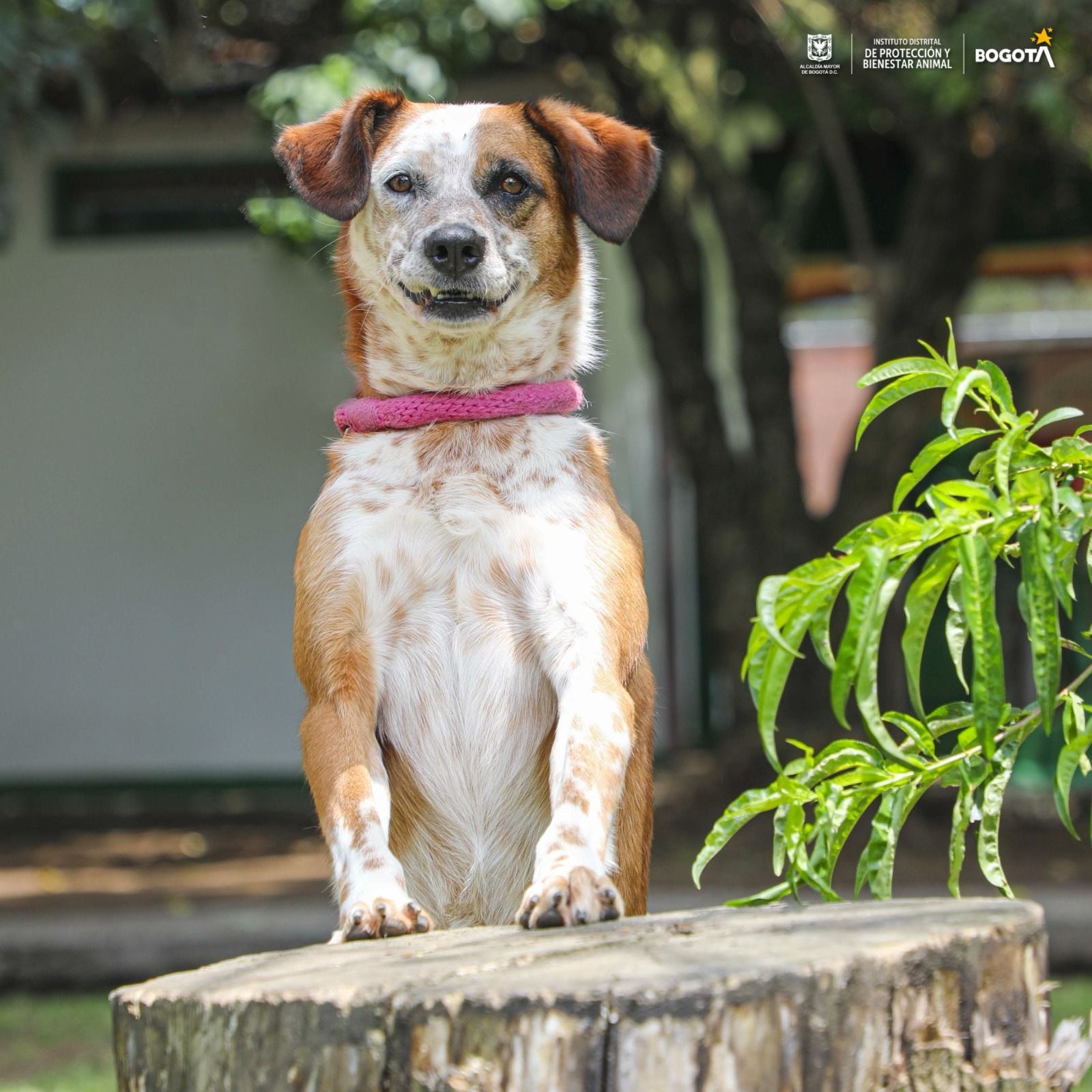 Perros y gatos en adopción.