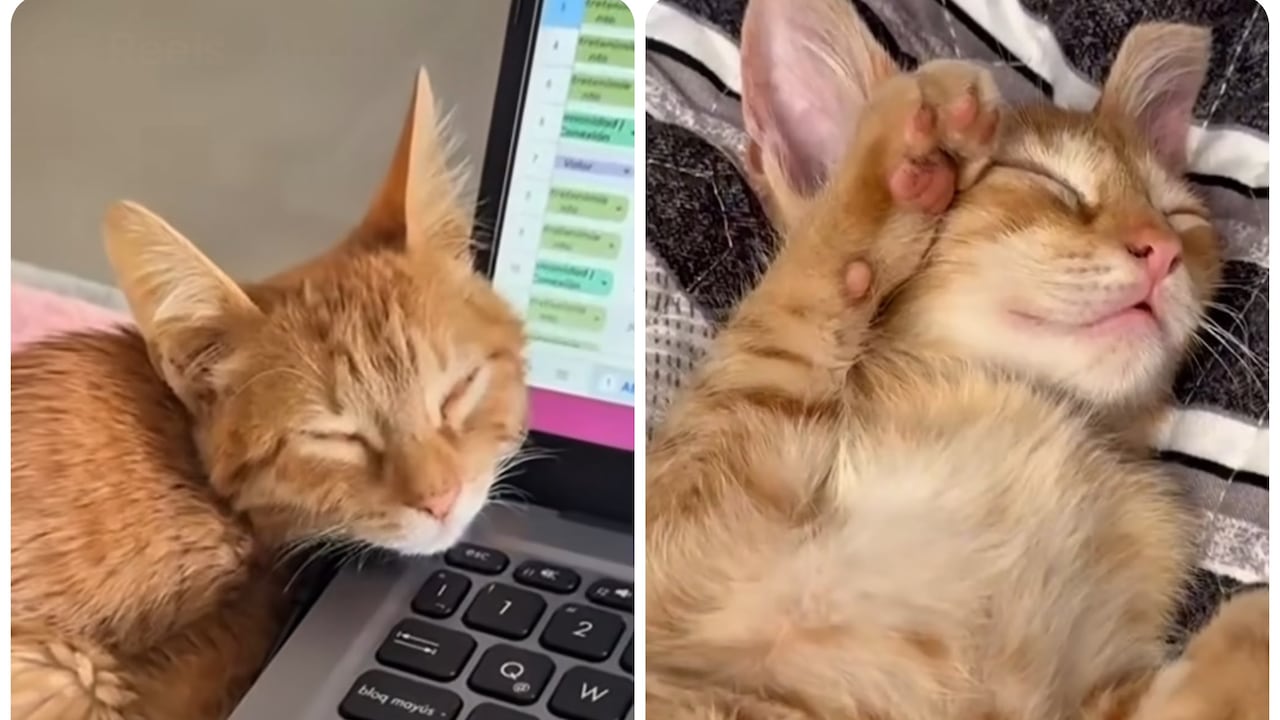 Román, el gatito diagnosticado con PIF.
