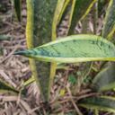 La lengua de suegra puede reproducirse de diferentes formas haciendo uso de ingredientes caseros.