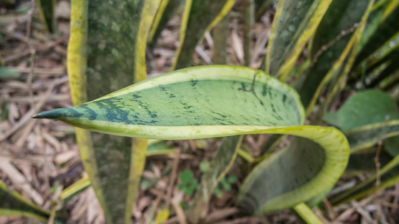 La lengua de suegra puede reproducirse de diferentes formas haciendo uso de ingredientes caseros.