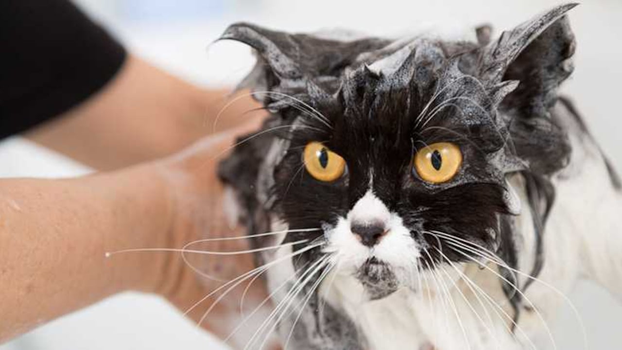 Para bañar a un gato se debe tener paciencia y ser delicado, ya que este tipo de mascotas suelen ser muy ariscas y oponer resistencia al agua.