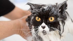 Siga estos pasos para bañar a un gato.