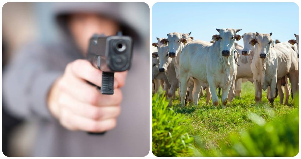Hombres armados y encapuchados amedrentaron a los cuidadores de una finca, se robaron animales y mataron varias vacas.