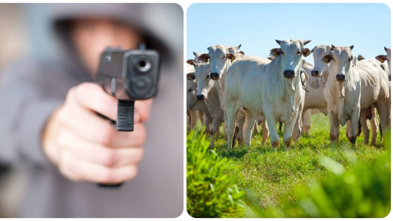 Hombres armados y encapuchados amedrentaron a los cuidadores de una finca, se robaron animales y mataron varias vacas.