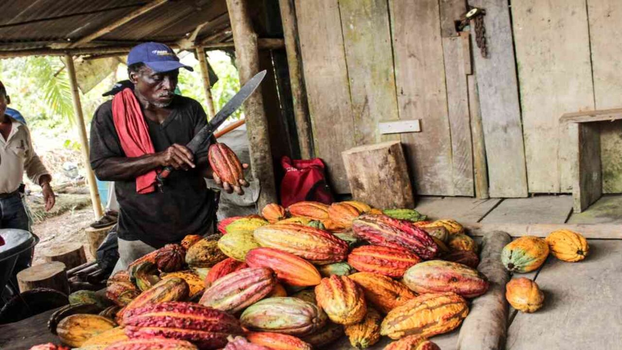 El tamaño promedio de la propiedad en las zonas de sustitución es de 0,86 hectáreas. Muchos campesinos cambiaron la coca por el cacao. Foto: archivo/Semana.