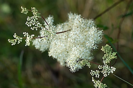 La ulmaria ayuda a eliminar las piedras de los riñones.