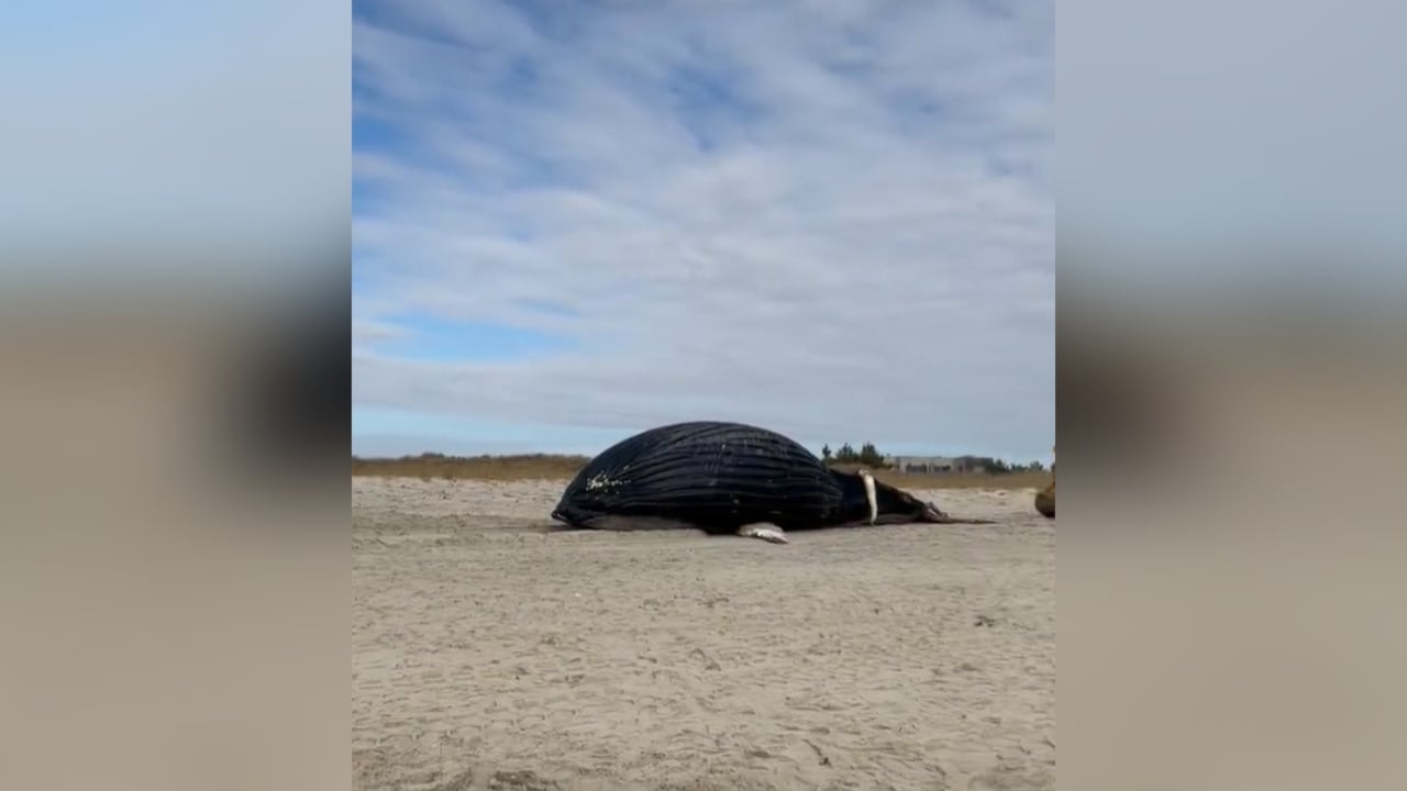 El cuerpo de ballena será enviado a revisión para determinar la causa de muerte.