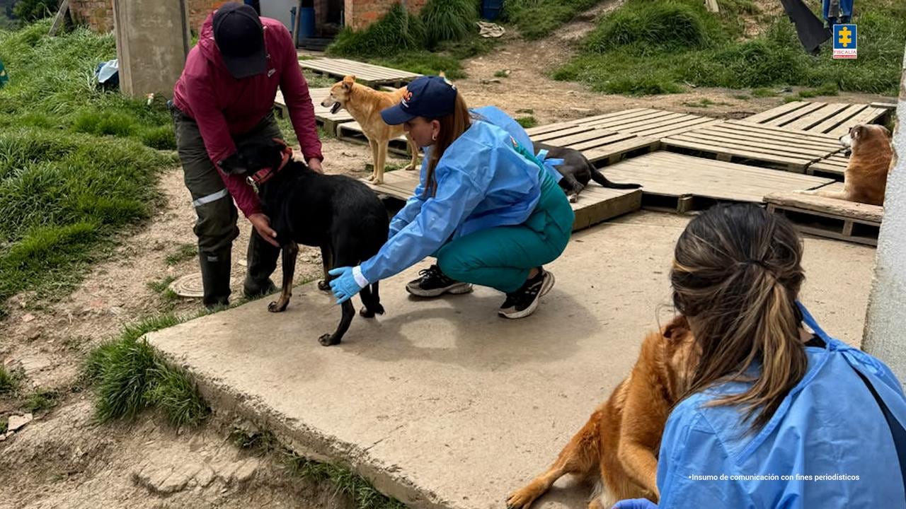 Algunos de los animales en el albergue intervenido en Cundinamarca.