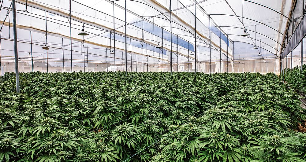  Desde 2016, las autoridades han otorgado 700 licencias para cultivar cannabis con fines medicinales.