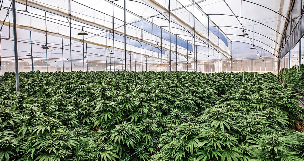  Desde 2016, las autoridades han otorgado 700 licencias para cultivar cannabis con fines medicinales.