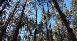 Un juez ordenó la suspensión de la tala de árboles en este predio donde se tenía planeado un proyecto inmobiliario de más de 9.000 viviendas.