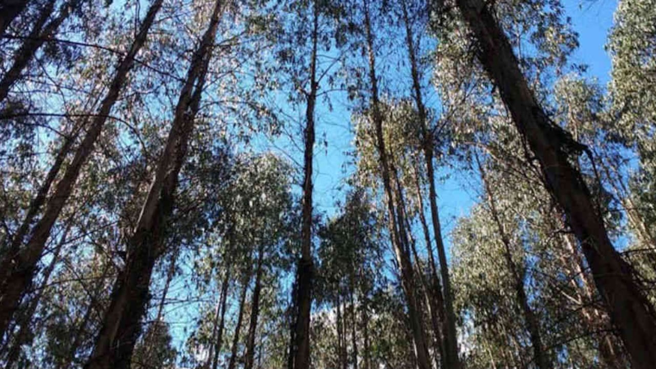 Un juez ordenó la suspensión de la tala de árboles en este predio donde se tenía planeado un proyecto inmobiliario de más de 9.000 viviendas.