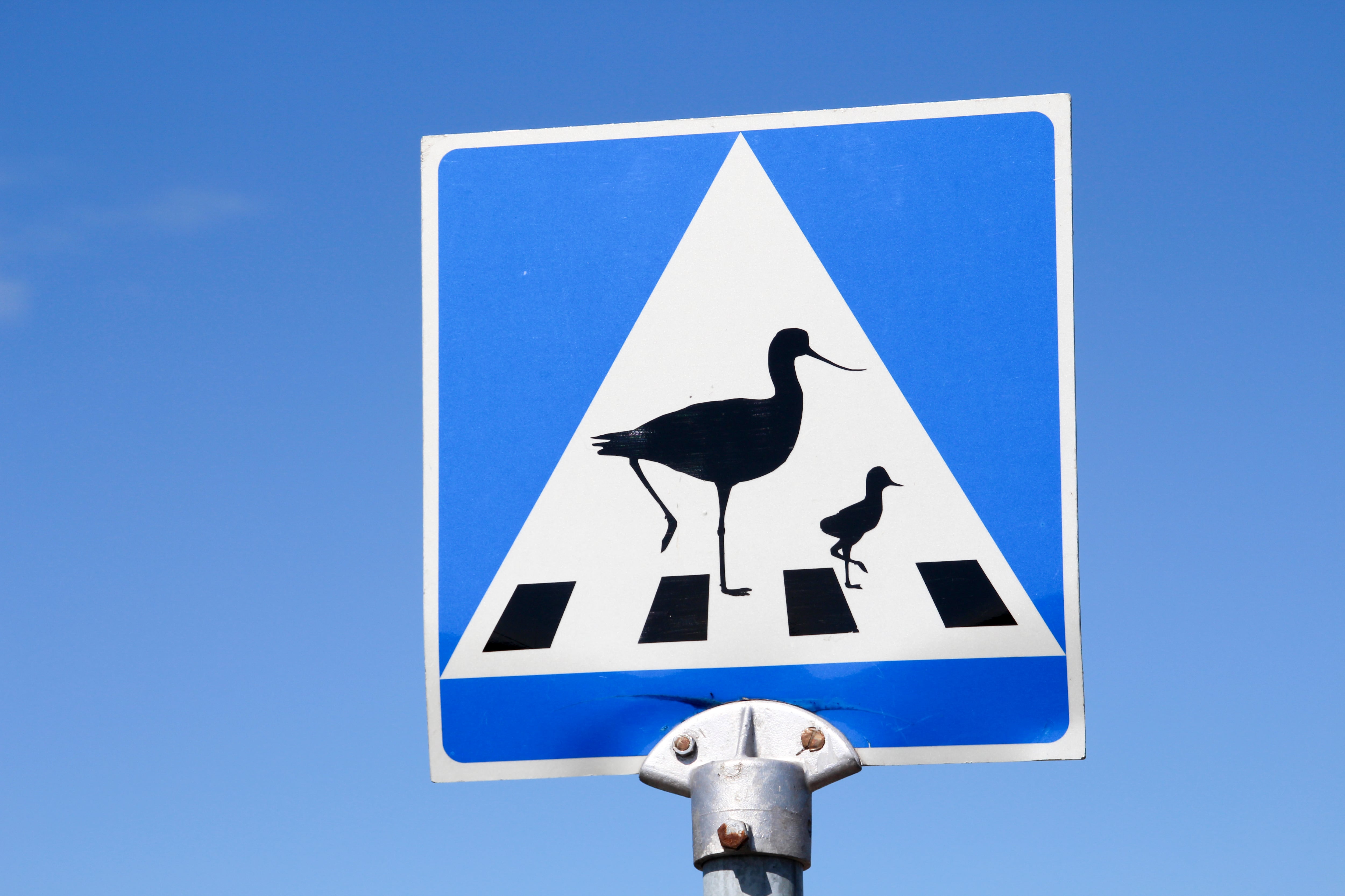 La constante presencia de pato en un pueblo de Inglaterra obligó a que la propia ciudadanía solicitara la instalación de esta señal de tránsito.