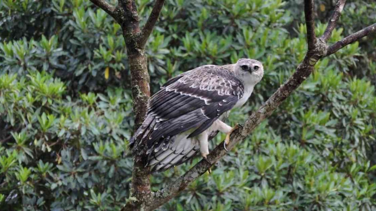 Esta águila crestada fue liberada en el Huila. Foto: CAM