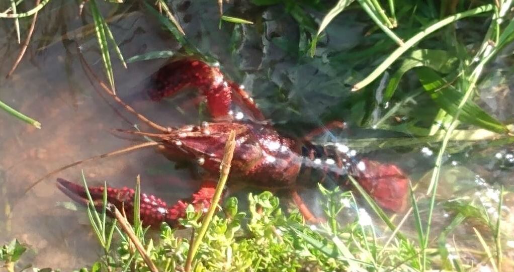 Langosta californiana