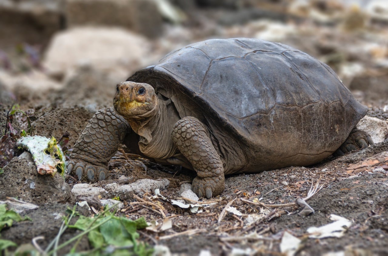 Tortuga gigante hallada en Ecuador