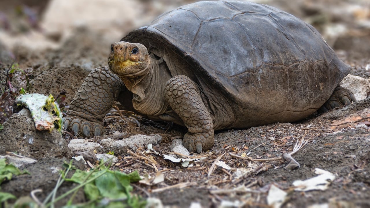 Esta especie de tortuga se creía extinta hace más de un siglo.