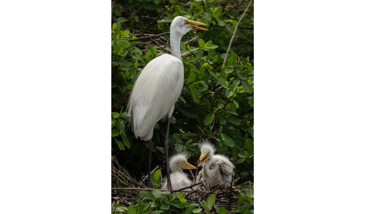 Foto: Cortesía Ministerio de Ambiente