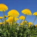 El diente de león es una hierba diurética, digestiva y protectora hepática.