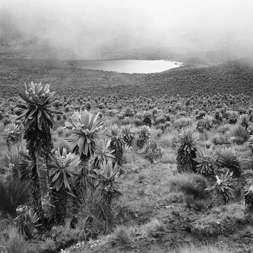 Páramo. Laguna del Ruiz, región norte de los Andes, mayo de 1940 
“El páramo es una formación ecológica exótica y misteriosa exclusiva de la parte norte de los Andes [al noroeste del Amazonas]. En medio de la neblina y las ráfagas de lluvia, sólo se encuentran frailejones, familiares altos y veleidosos de la margarita, que se extienden en forma de olas… Con flores amarillas brillantes que brotan de una corona de hojas largas, plateadas y lanudas, los frailejones se asemejan a las plantas del libro de un niño”. Wade Davis, The Lost Amazon.