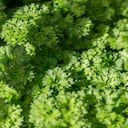El perejil se puede consumir crudo o como infusión para bajar el ácido úrico alto. Foto GettyImages.
