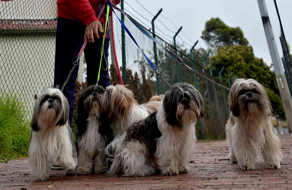 Somos Luca, Pita, Harry, Guffi y Malu. Siempre estamos con nuestros padres, Luca y Pita, y disfrutamos con nuestro dueño, Pedro Jiménez, las cinco veces que salimos al día. Él nos limpia con pañitos y evita que nos subamos al pasto para ensuciarnos. Alexandra Ruíz-SEMANA
