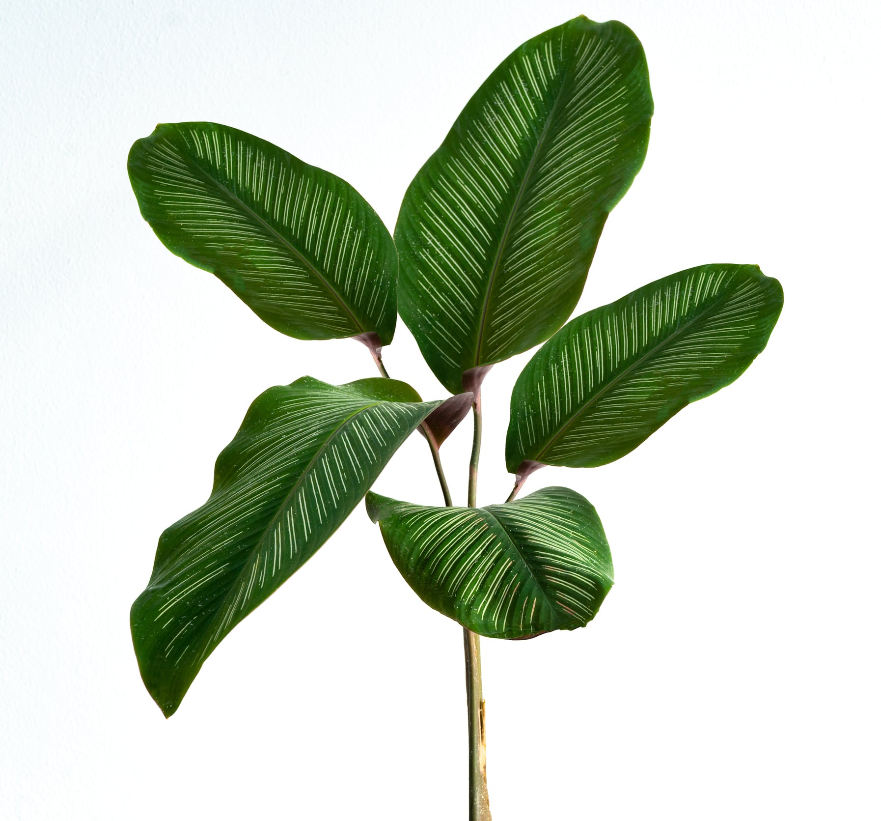 Calathea cv. Sanderiana In a black pot, white background Isolate