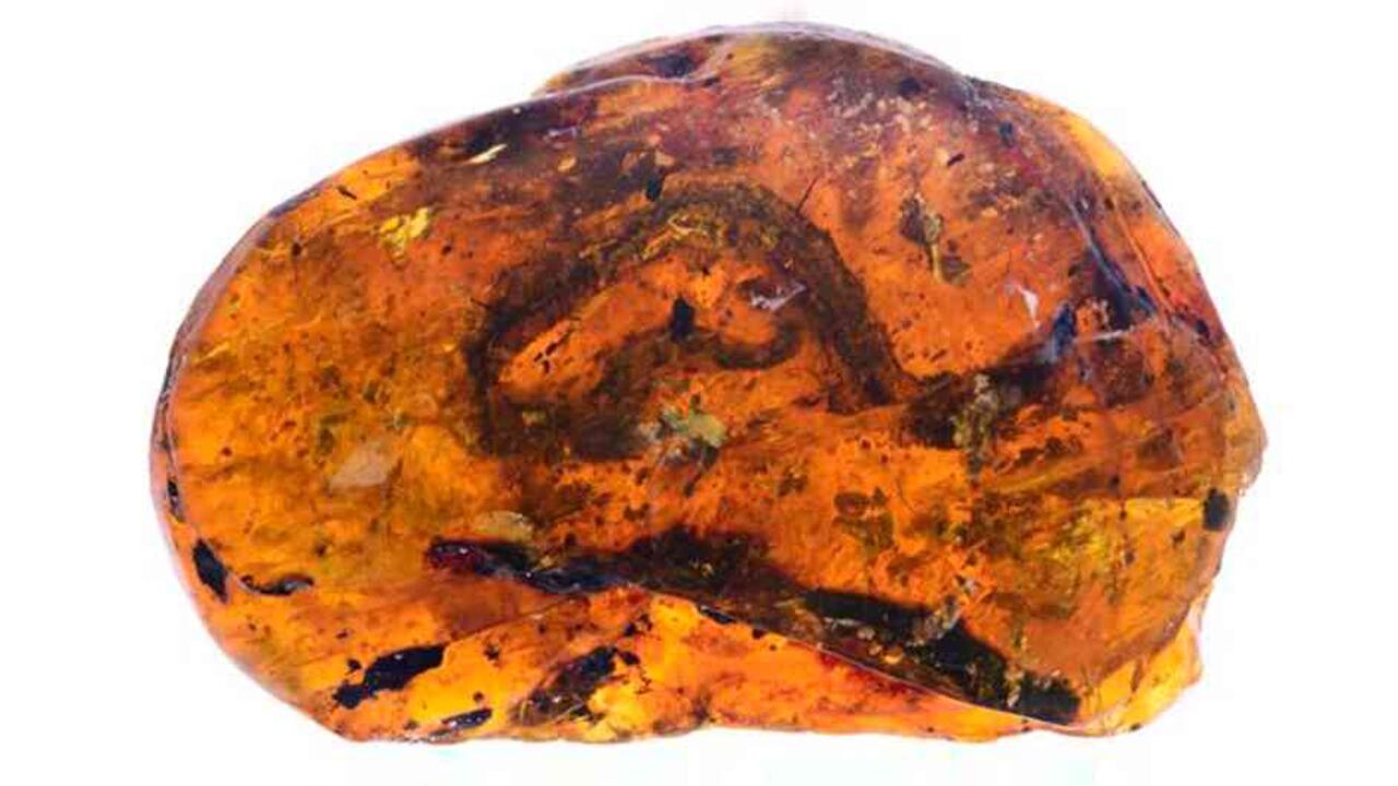 La serpiente bebé tiene unos 100 millones de años.