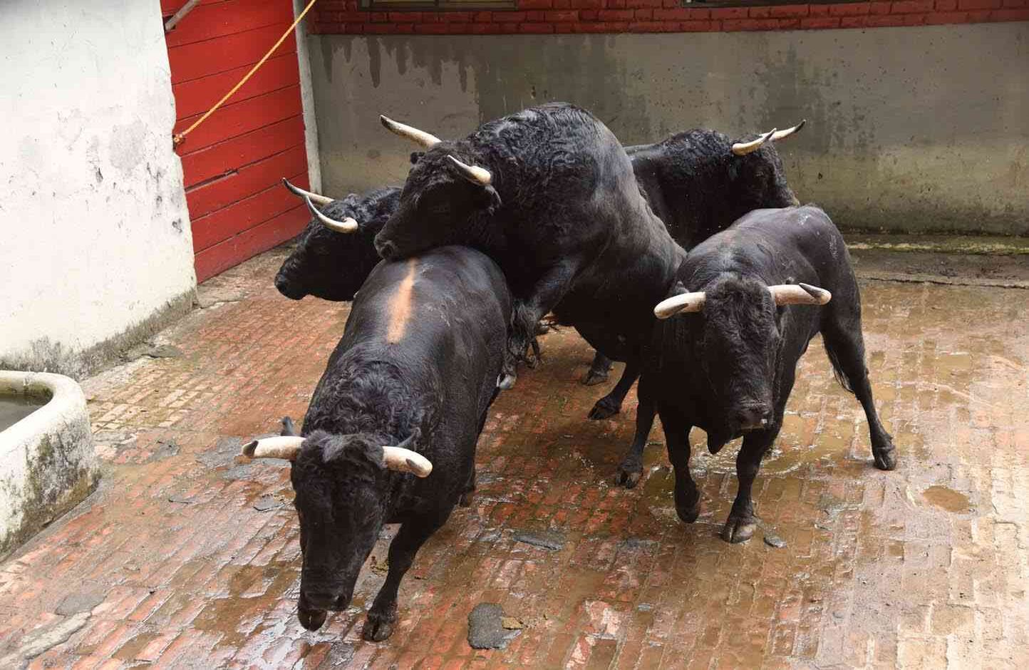Toros de Achury Viejo. Chiqueros. Cali, 27 de diciembre de 2017