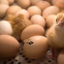 Los pollos machos se enfrentan a la muerte desde muy pequeños. Foto: AFP